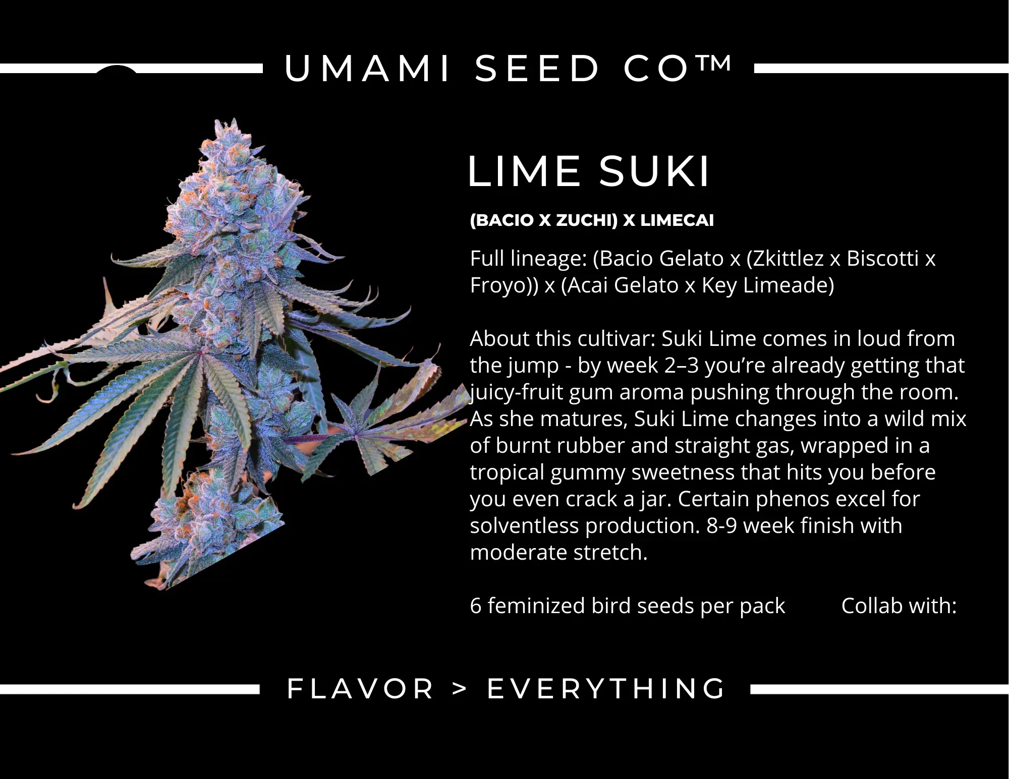 Lime Suki Sortenprofil Sortenkarte Lime Suki von Umami Seeds mit Abstammung und Blütezeit