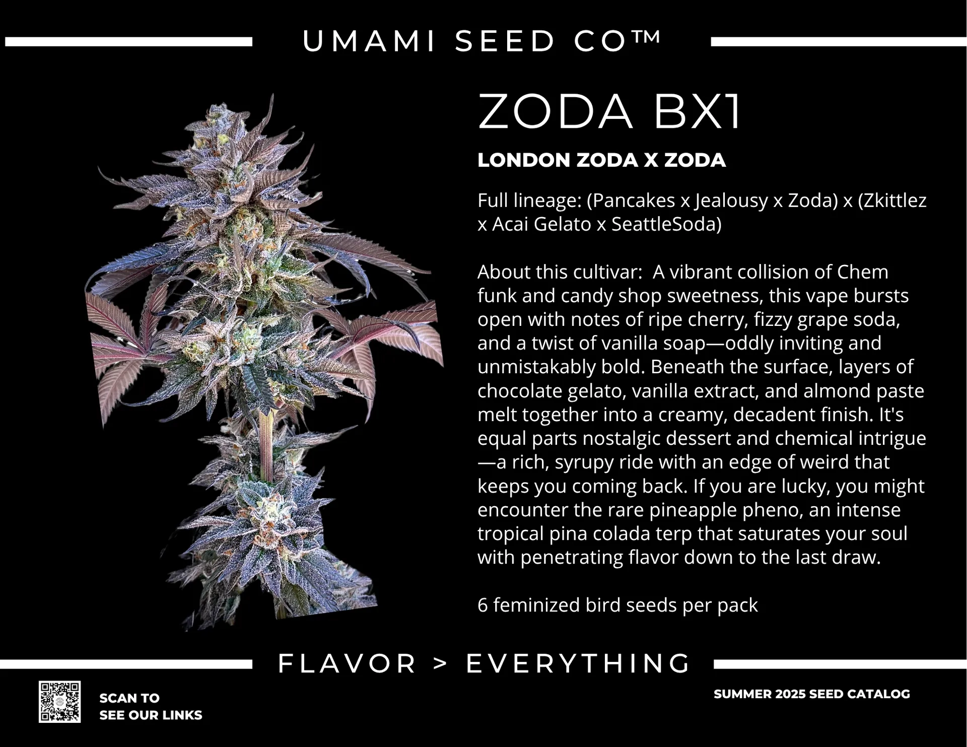 Zoda Bx1 Sortenprofil Sortenkarte Zoda BX1 von Umami Seeds mit Abstammung und Blütezeit