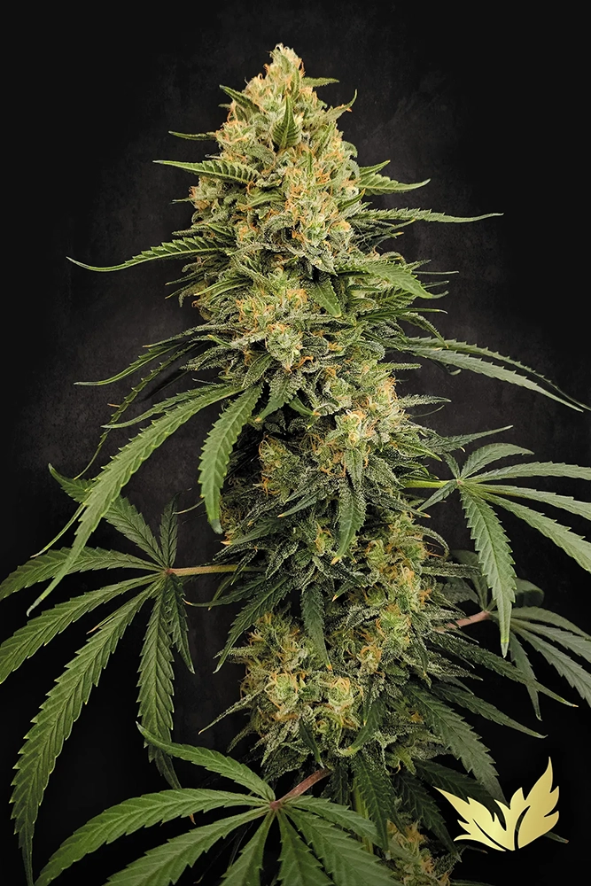 Zesty Bliss | Feminisierte Cannabissamen von Paradise Seeds | 3 Samen Zesty Bliss | Feminisierte Cannabissamen von Paradise Seeds | 3 Samen