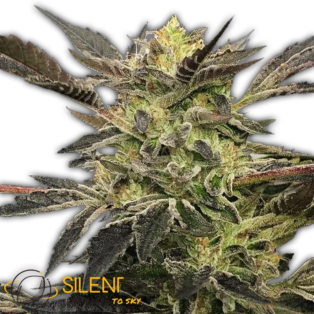Pink Sunset Auto | Autoflowering Hanfsamen von Silent Seeds | 3 Samen Pink Sunset Auto | Autoflowering Hanfsamen von Silent Seeds | 3 Samen
