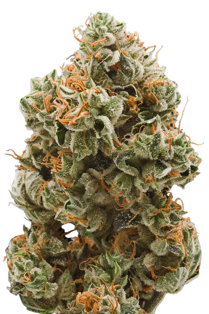 Papplez | Feminisierte Cannabissamen von Home of Seeds | 3 Samen Papplez | Feminisierte Cannabissamen von Home of Seeds