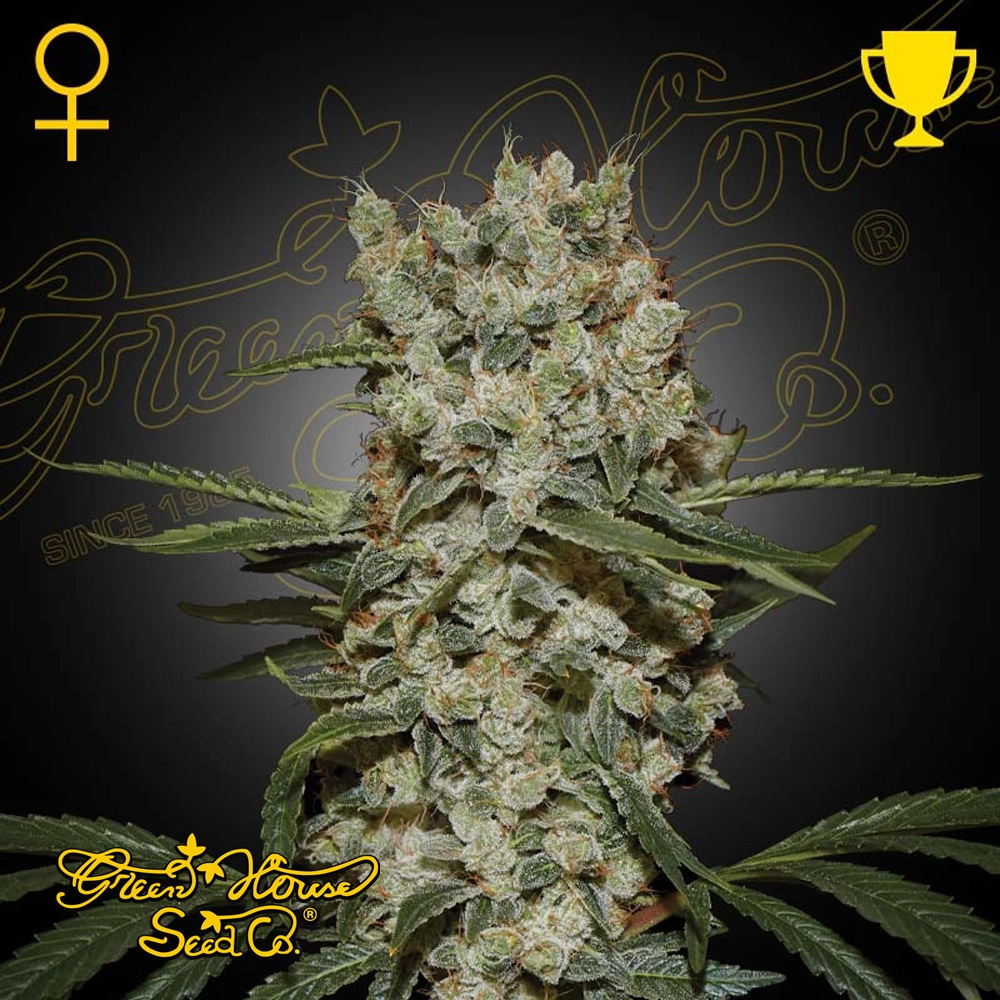 Super Silver Haze | Feminisierte Hanfsamen von Green House Seeds