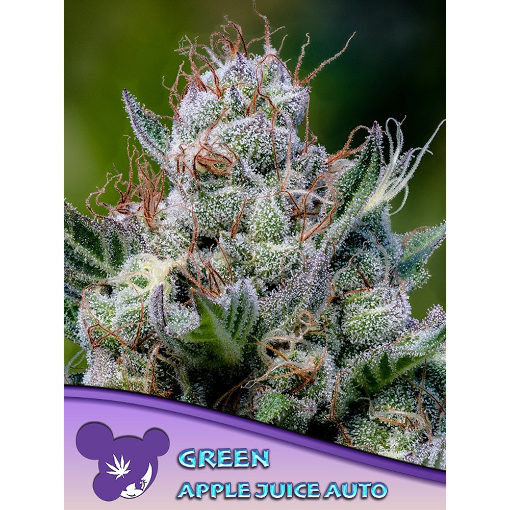 Green Apple Juice Auto Blüte Green Apple Juice Auto Blüte mit hellgrünen, harzigen Buds