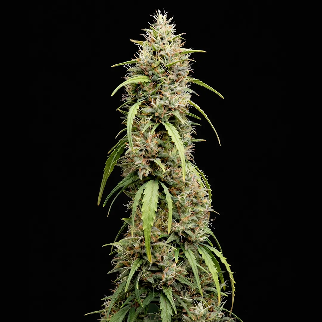 Deepforest Super Auto | Autoflowering Cannabissamen von Doctor's Choice | 5 Samen