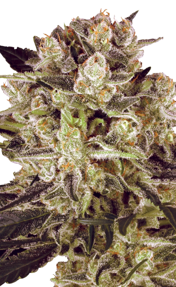 Durga Mata II CBD | Feminisierte Hanfsamen von Paradise Seeds | 3 Samen Durga Mata II CBD | Feminisierte Hanfsamen von Paradise Seeds