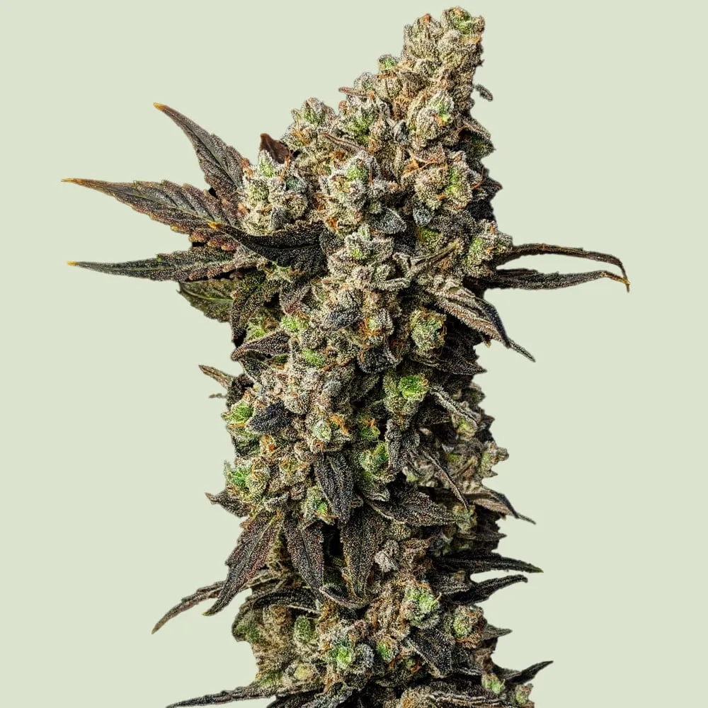 Astro Lemonade F1 | Feminisierte Hanfsamen von Royal Queen Seeds | 3 Samen