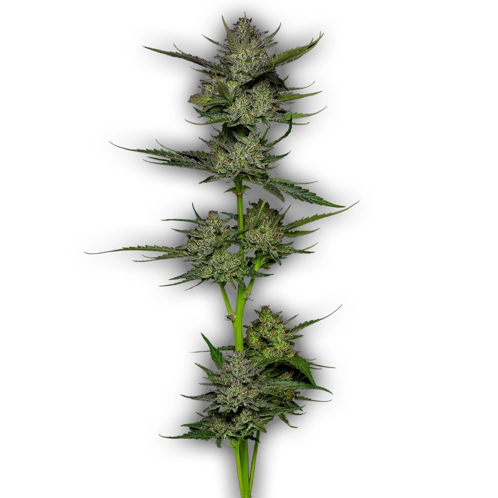 Sour Apple Auto | Autoflowering Hanfsamen von Humboldt Seed