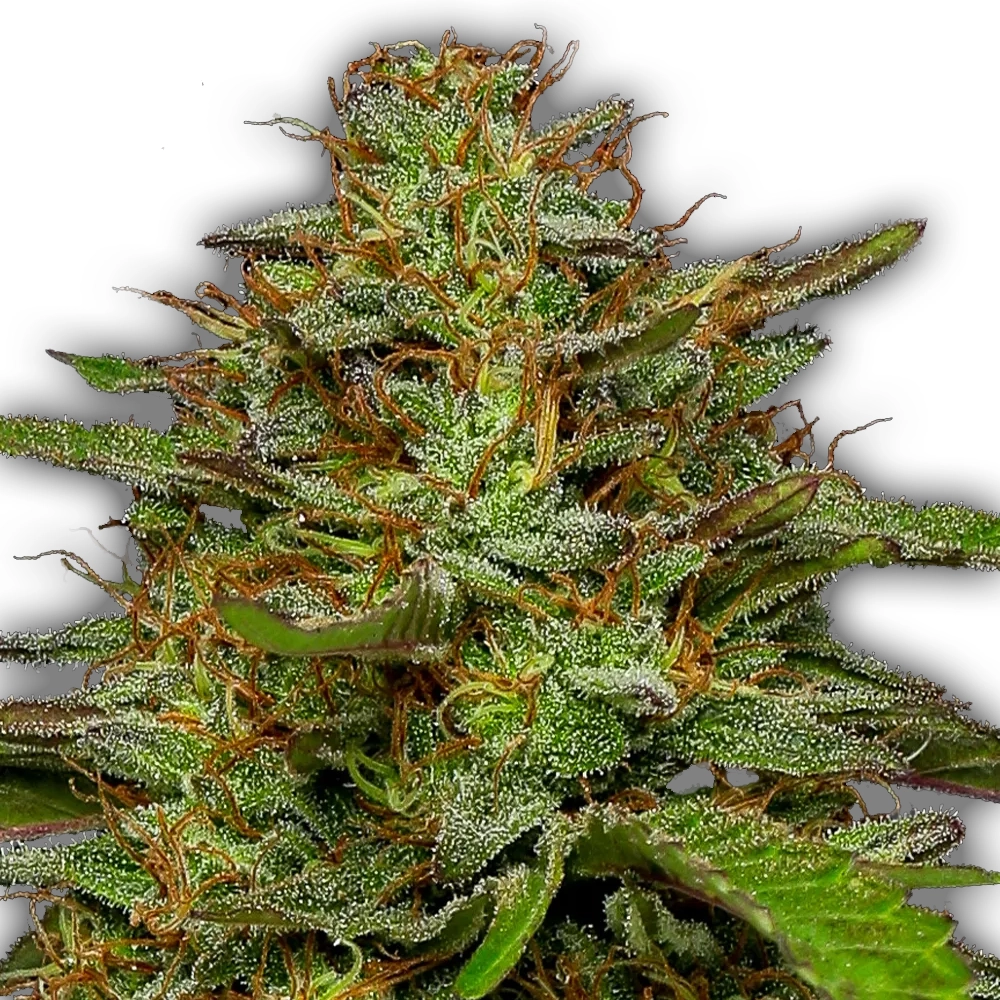 Strawberry Cheesecake | Feminisierte Hanfsamen von Humboldt Seed