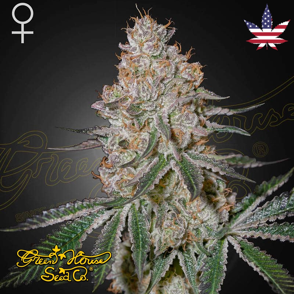 HighCloudZ | Feminisierte Hanfsamen von Green House Seeds | 3 Samen HighCloudZ | Feminisierte Hanfsamen von Green House Seeds