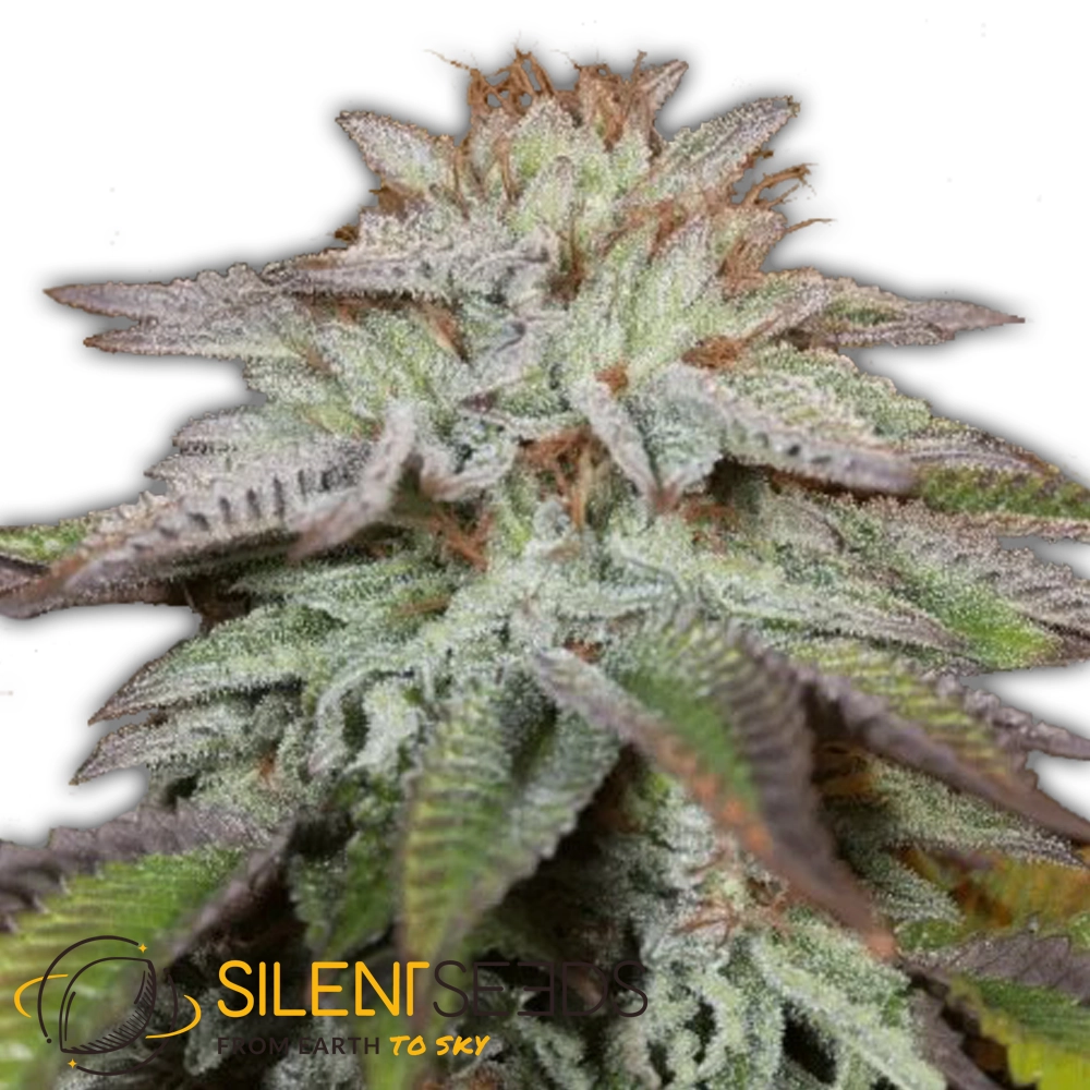 L.A. Vanilla Cake Auto | Autoflowering Cannabissamen von Silent Seeds | 3 Samen L.A. Vanilla Cake Auto | Autoflowering Cannabissamen von Silent Seeds