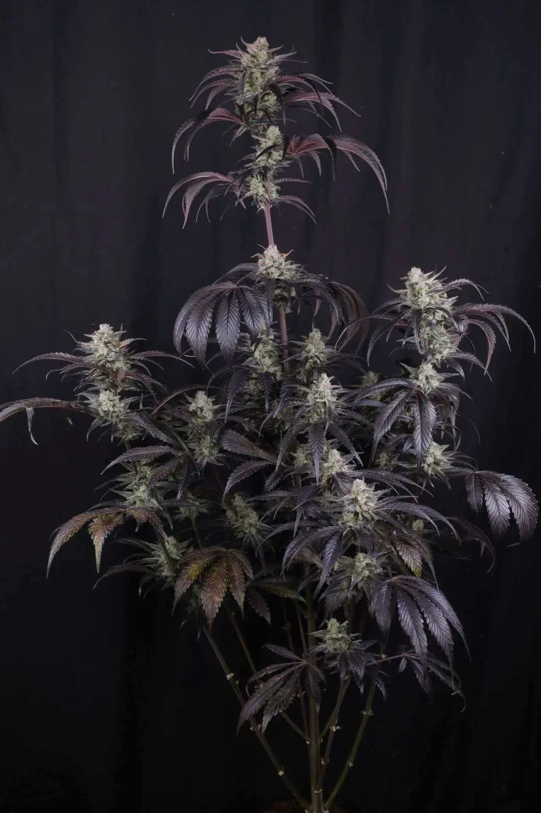 Strawberry Gorilla Auto Pflanze Strawberry Gorilla Auto Pflanze mit violett gefärbtem Blattwerk