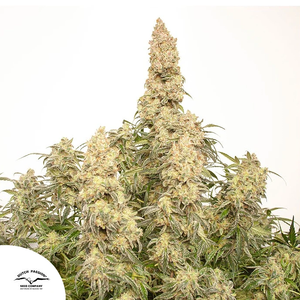Orange Bud Auto | Autoflowering Cannabissamen von Dutch Passion | 3 Samen Orange Bud Auto | Autoflowering Cannabissamen von Dutch Passion | 3 Samen