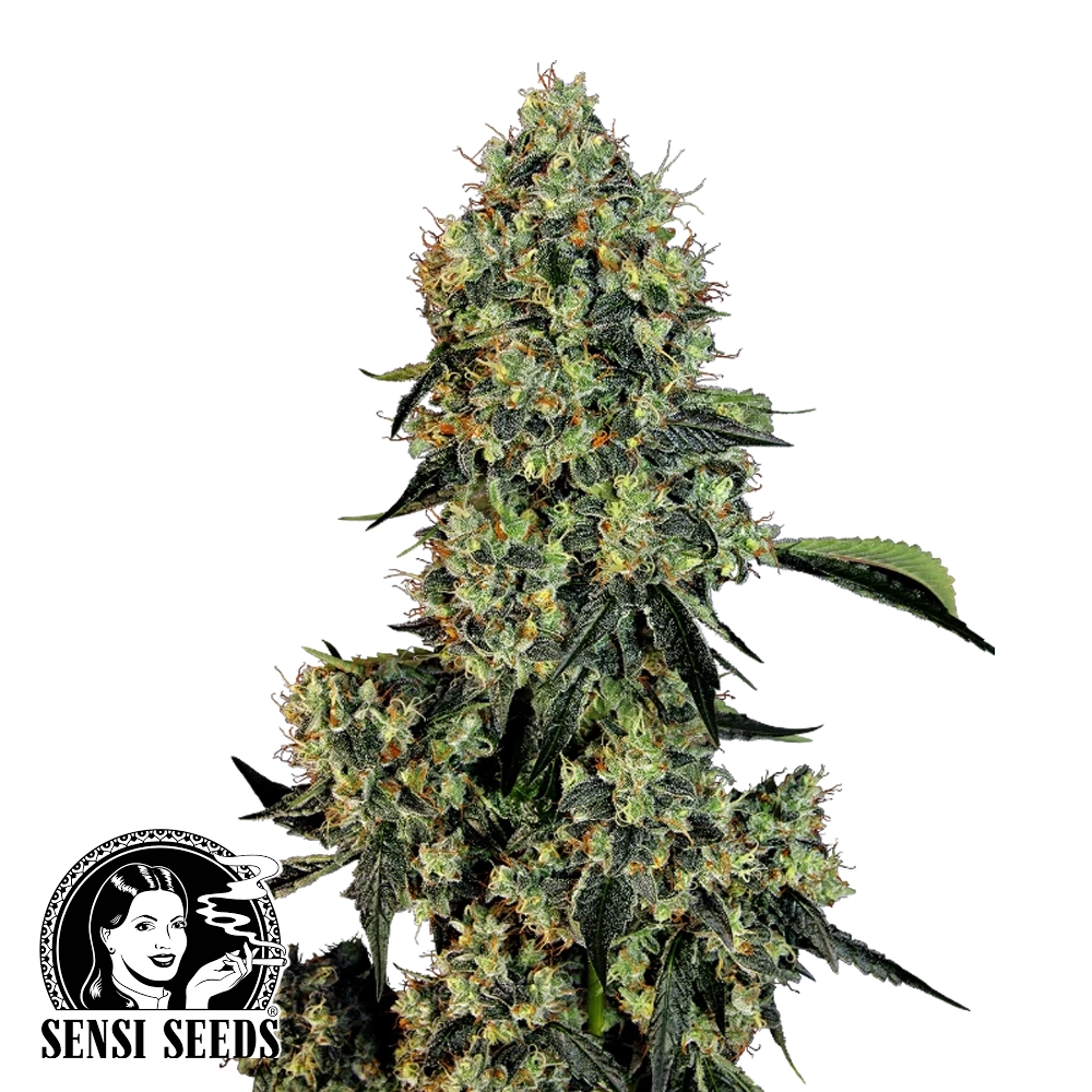 OG Kush | Feminisierte Hanfsamen von White Label Seeds | 5 Samen OG Kush | Feminisierte Hanfsamen von White Label Seeds