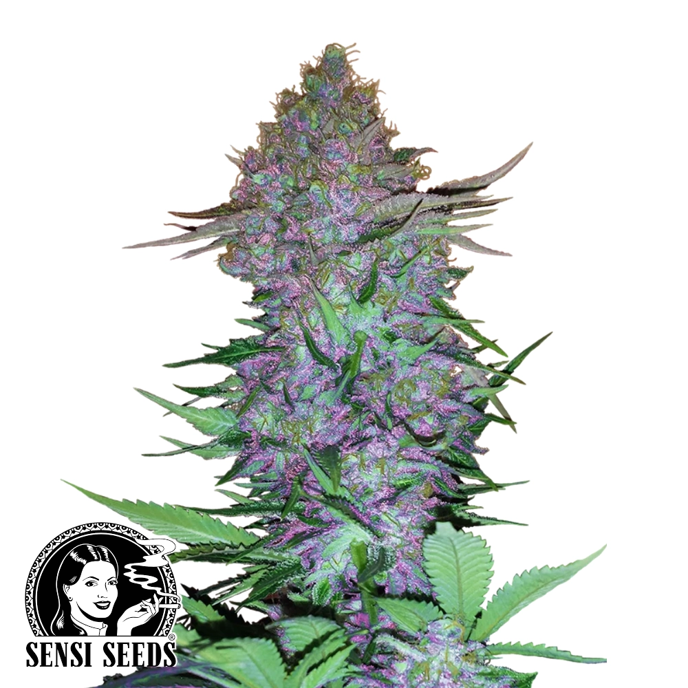 Purple Skunk Auto | Autoflowering Cannabissamen von Sensi Seeds