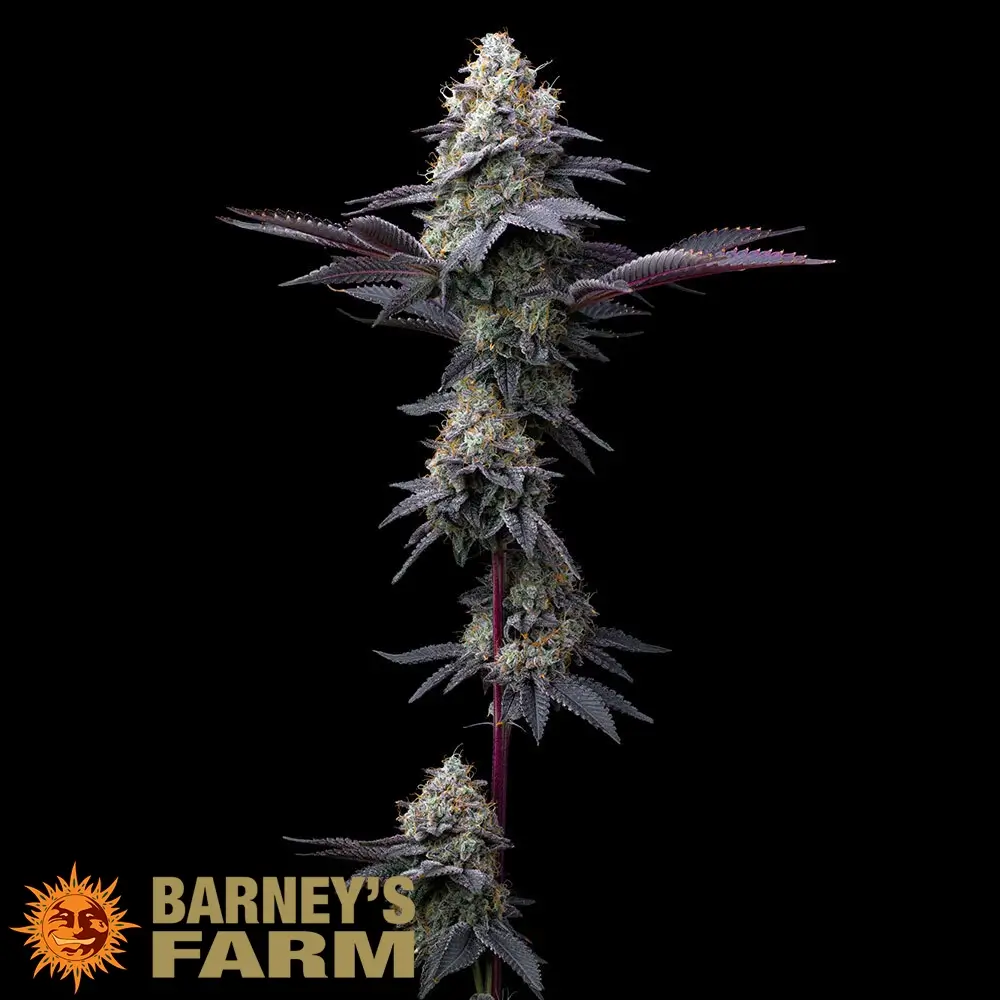 Bubblegum Gelato Gesamtpflanze Vollständige Bubblegum Gelato Pflanze mit schlankem Haupttrieb
