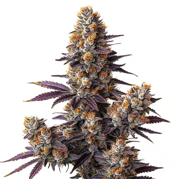 Tropicana Cookies Purple Auto | Autoflowering Hanfsamen von Cludi Bulk Seed Bank | 5 Samen