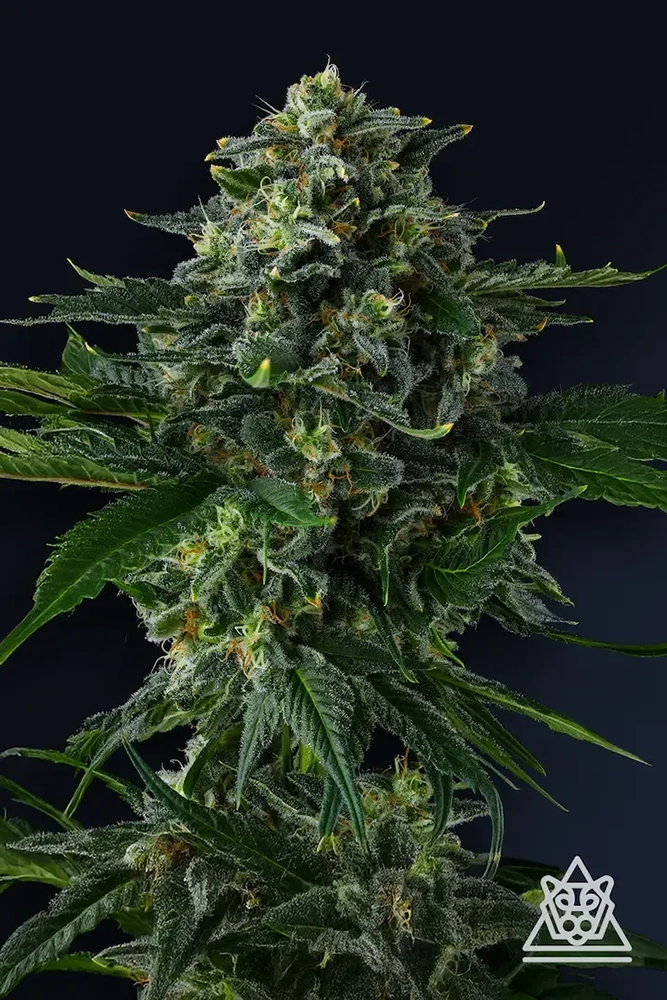 Philbo Baggins Pflanze Philbo Baggins Cannabispflanze mit dichtem Blütenstand