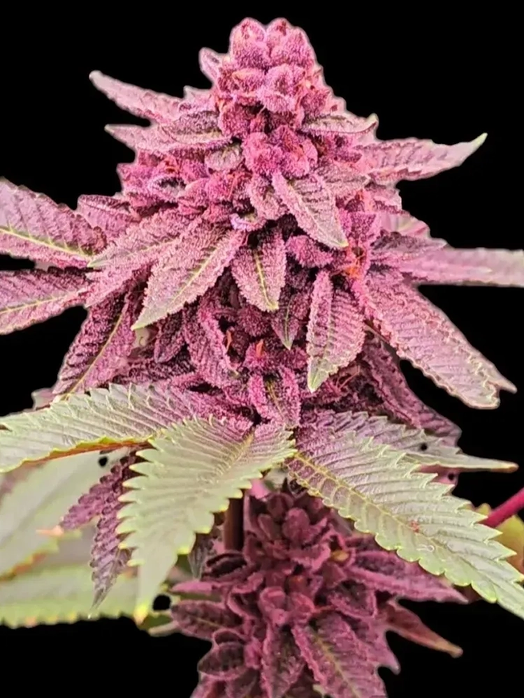 TC#11 S1 | Feminisierte Hanfsamen von Reverse Genetics | 8 Samen TC#11 S1 | Feminisierte Hanfsamen von Reverse Genetics | 8 Samen