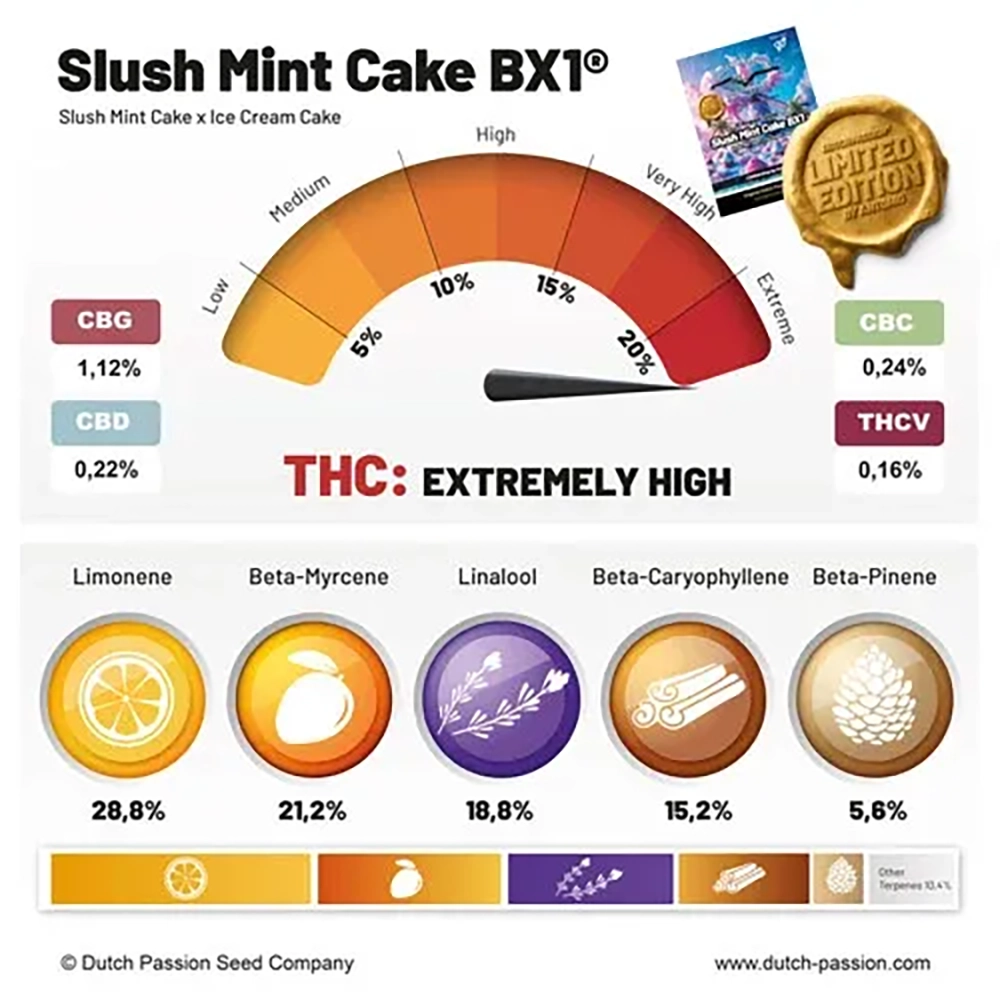 Slush Mint Cake BX1 Terpenprofil Grafik zum Terpenprofil und Wirkstoffgehalt von Slush Mint Cake BX1