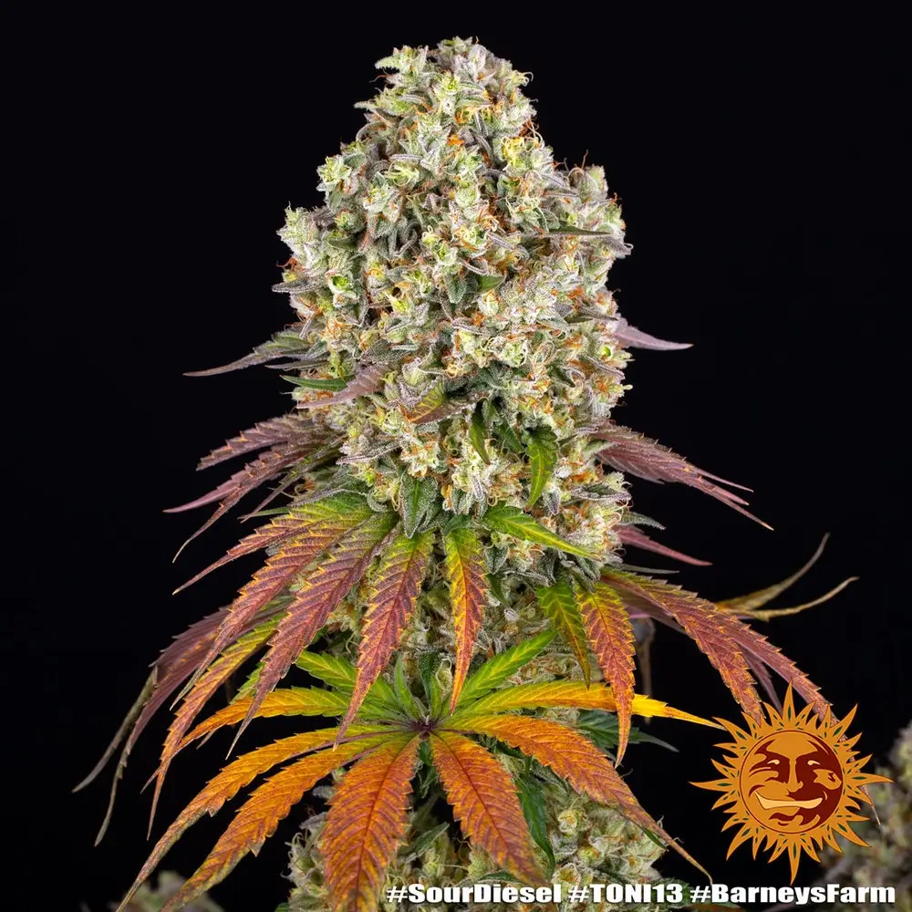 Sour Diesel Pflanze Sour Diesel Cannabispflanze mit orange gefärbten Blättern