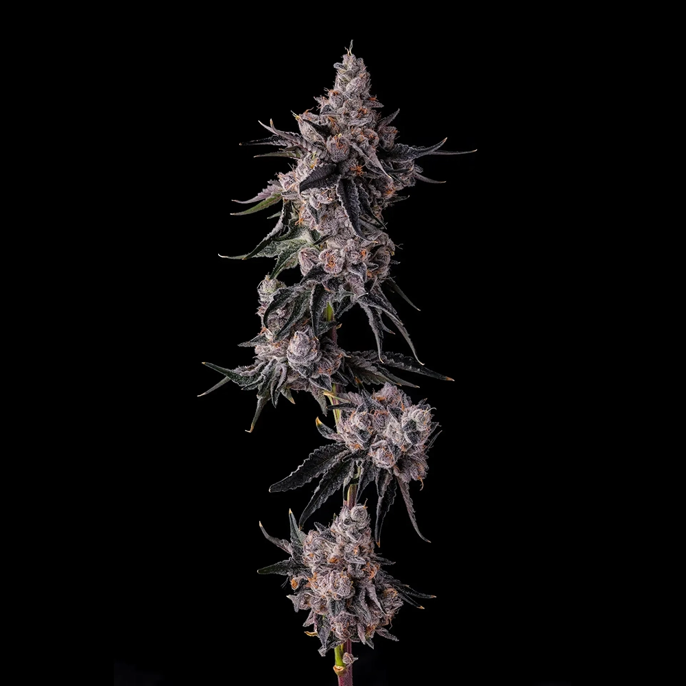 Lemon Cherry Pave | Feminisierte Cannabissamen von Compound Genetics | 7 Samen Lemon Cherry Pave | Feminisierte Cannabissamen von Compound Genetics | 7 Samen