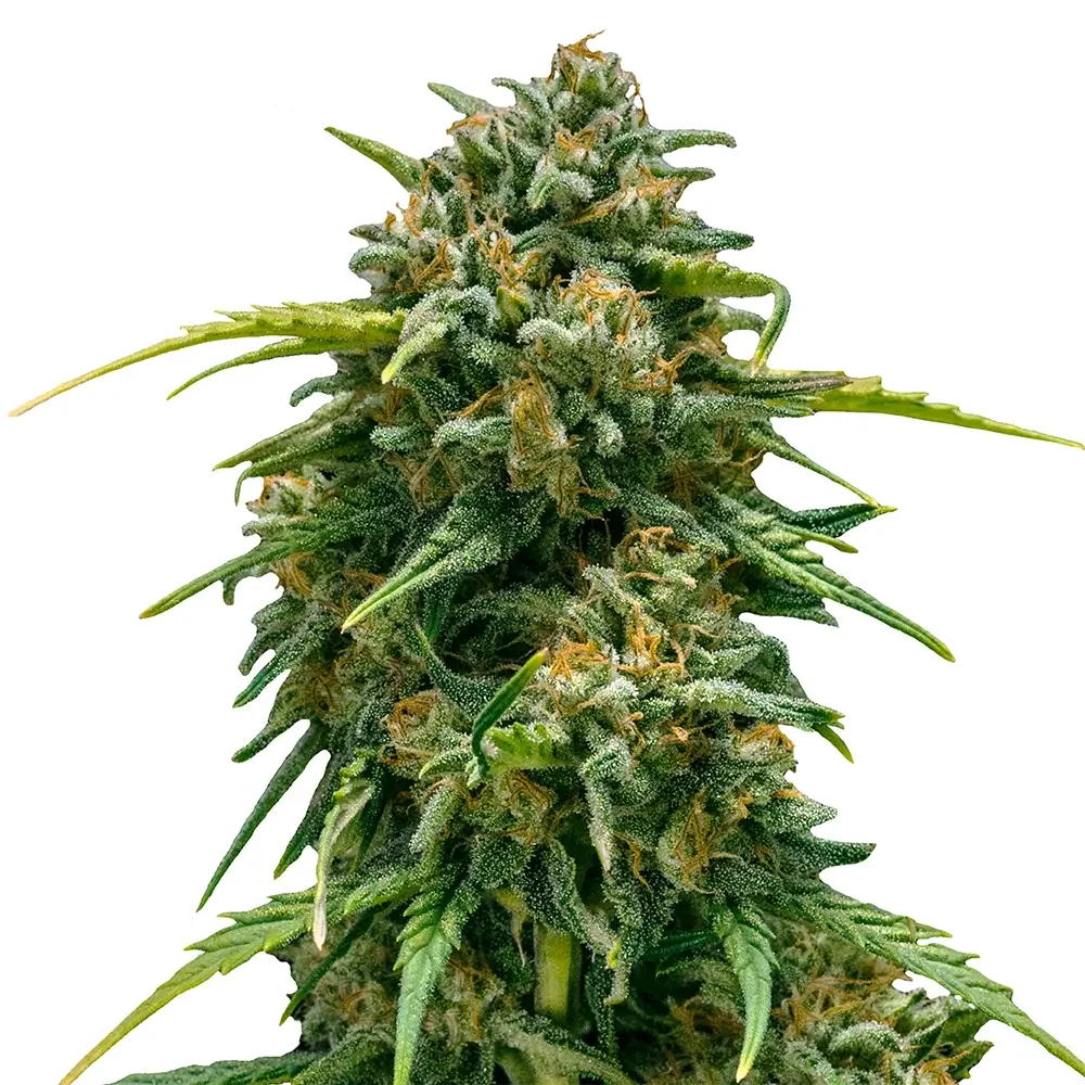 Sweet Skunk Auto Pflanze Freigestellte Sweet Skunk Auto Pflanze mit hellgrünen Blüten