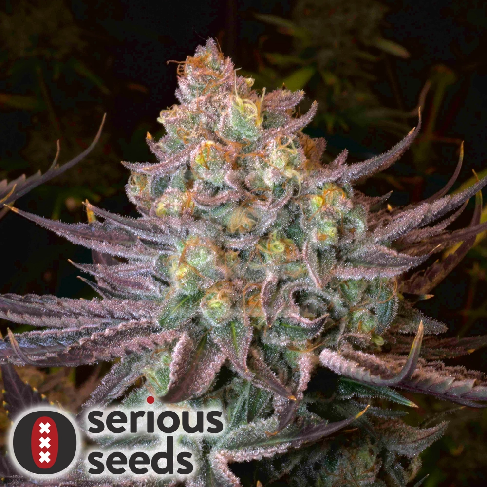 Seriotica Bud Nahaufnahme einer rosa-violetten Seriotica Blüte