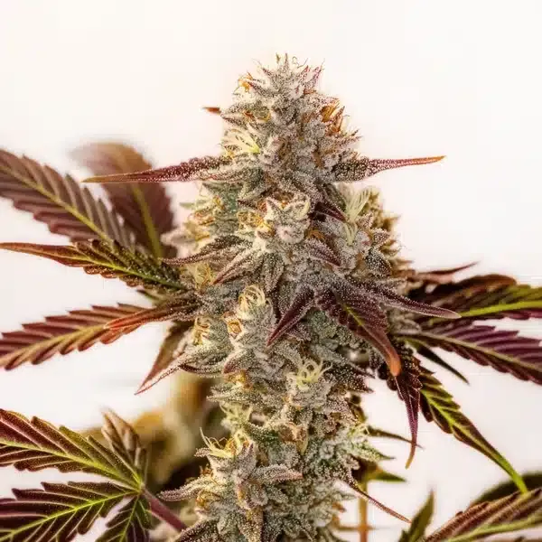 Watermelon Z OG Autoflower Blüte Watermelon Z OG Autoflower Blüte mit rötlichen Blättern