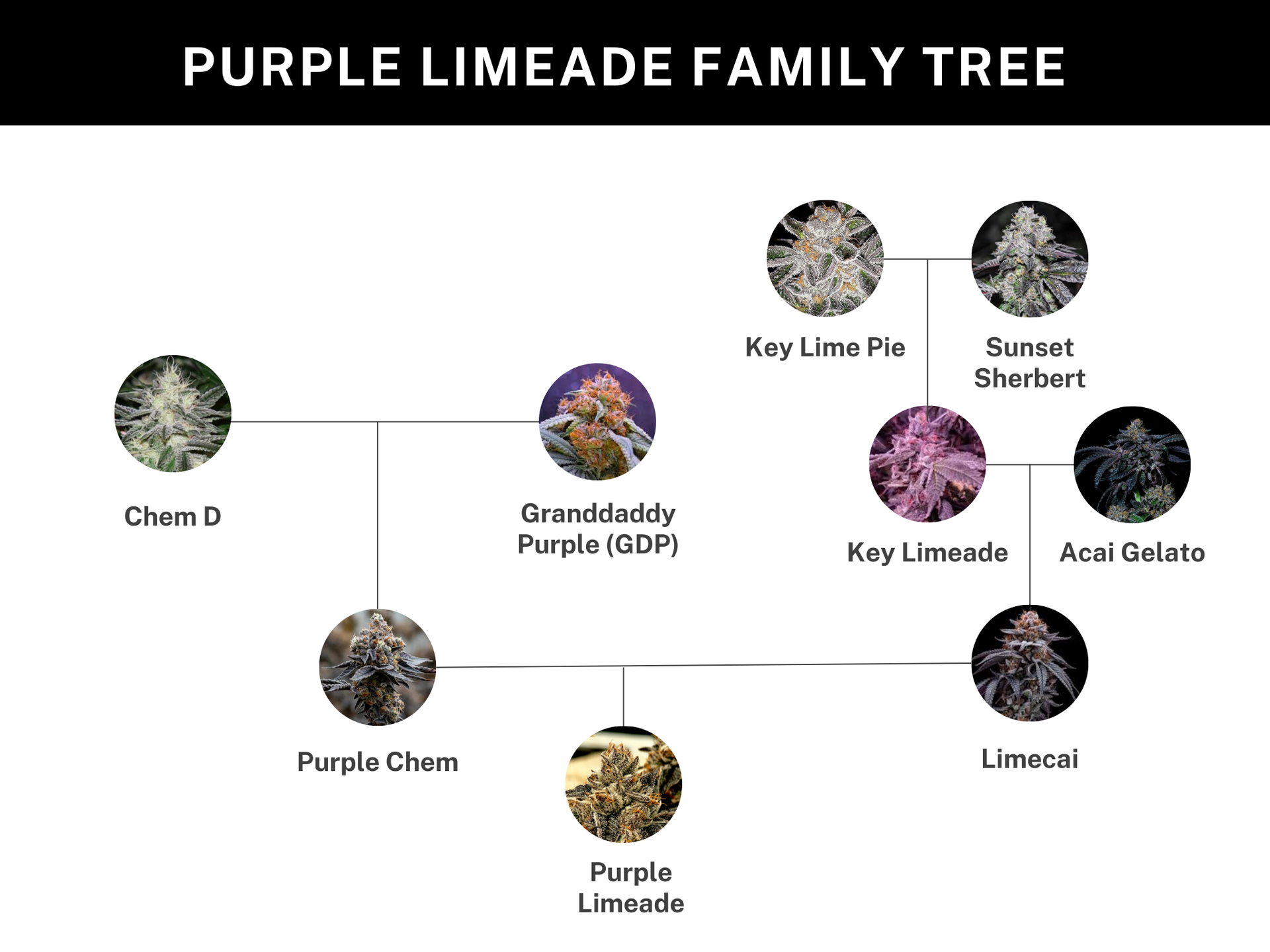 Purple Limeade Genetik Stammbaum-Grafik zur Genetik von Purple Limeade