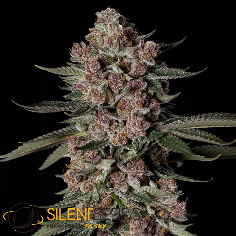 Tropical Jam | Feminisierte Hanfsamen von Silent Seeds | 3 Samen Tropical Jam | Feminisierte Hanfsamen von Silent Seeds | 3 Samen