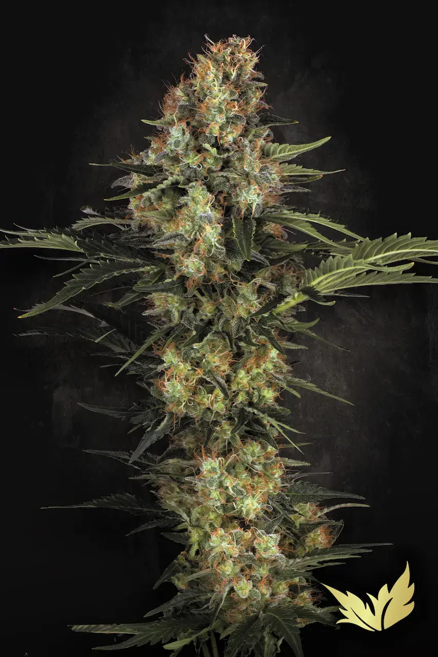 Original White Widow (IBL) | Feminisierte Cannabissamen von Paradise Seeds | 3 Samen Original White Widow (IBL) | Feminisierte Cannabissamen von Paradise Seeds | 3 Samen
