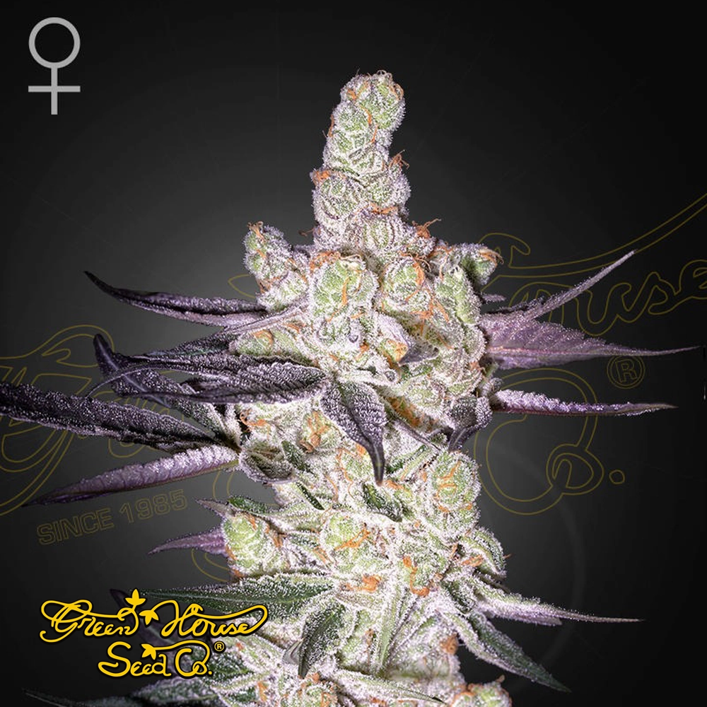 Razuberi | Feminisierte Hanfsamen von Green House Seeds | 3 Samen Razuberi | Feminisierte Hanfsamen von Green House Seeds