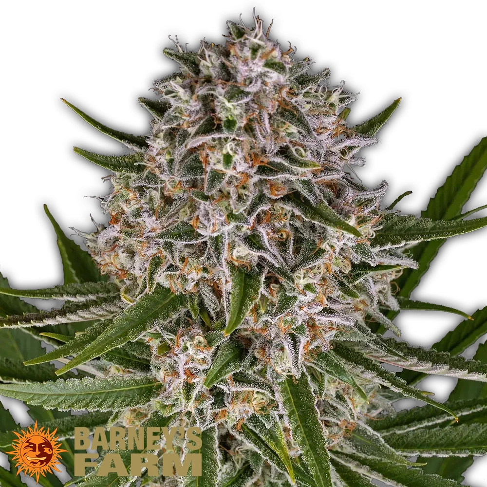 Lemon Haze Auto | Autoflowering Cannabissamen von Barney's Farm