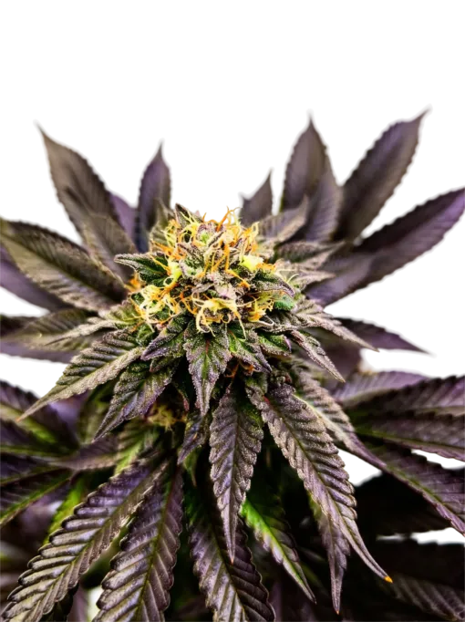 Soul Berry Blütentrieb mit violett-grünen Blättern und goldenen Stempelfäden