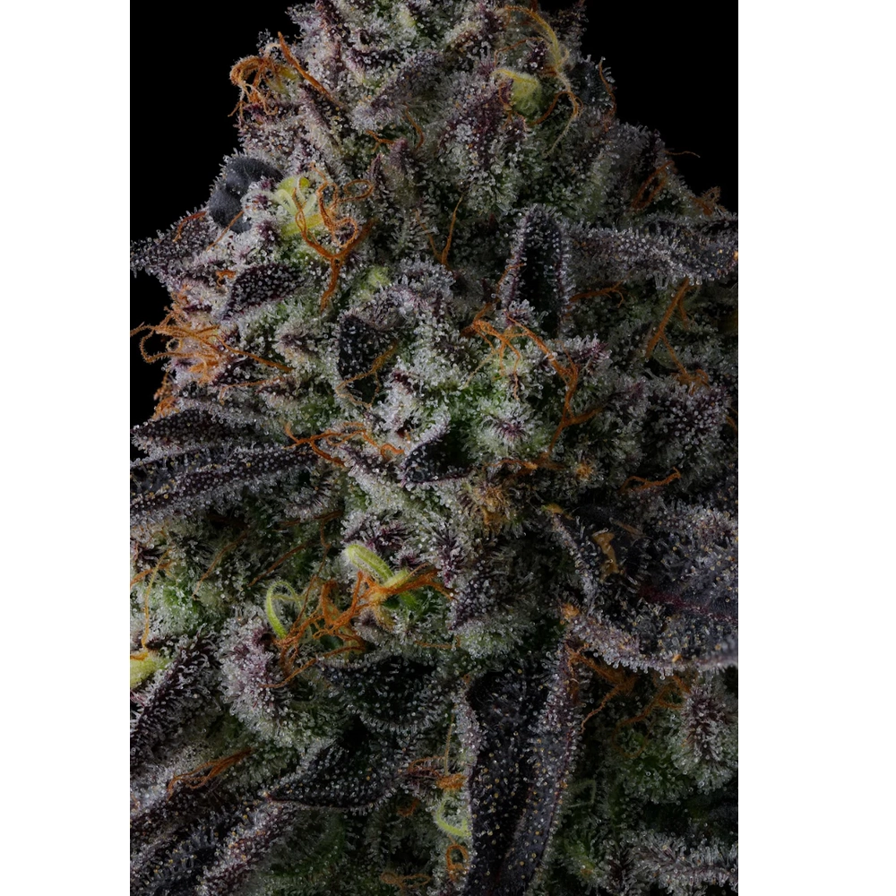 Status Symbol | Feminisierte Hanfsamen von Compound Genetics