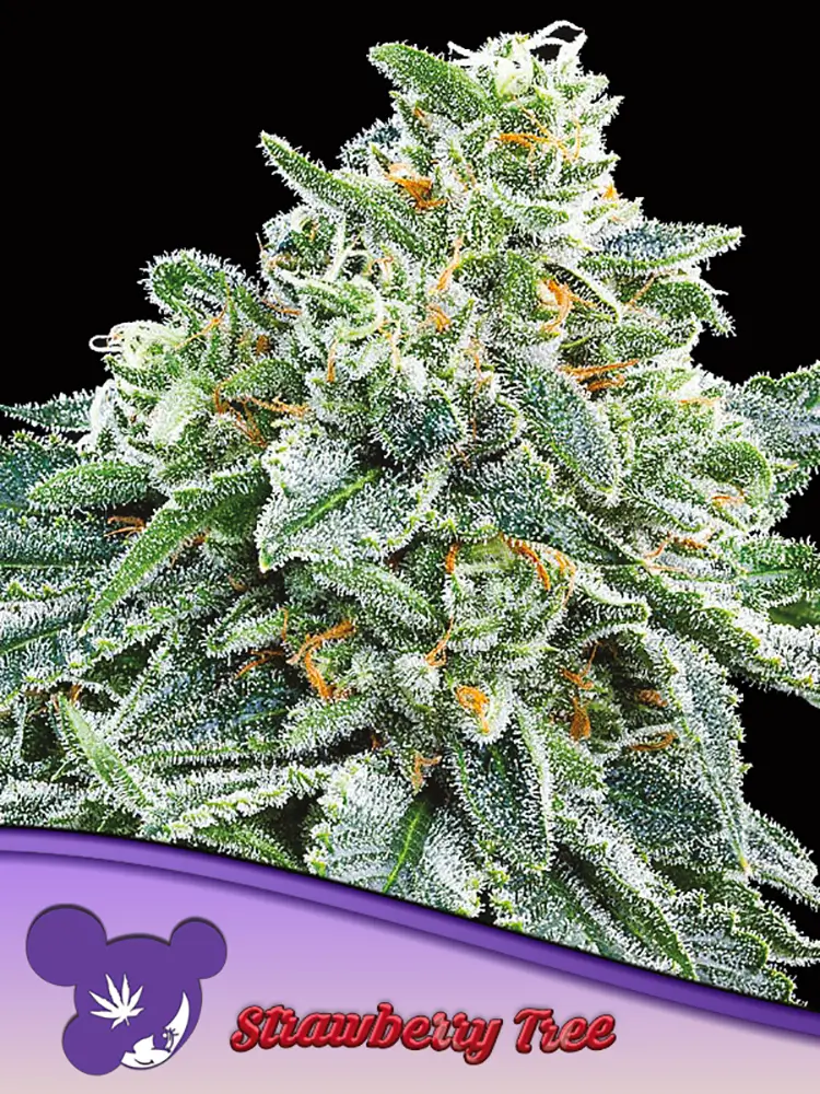 Strawberry Tree | Feminisierte Cannabissamen von Anesia Seeds