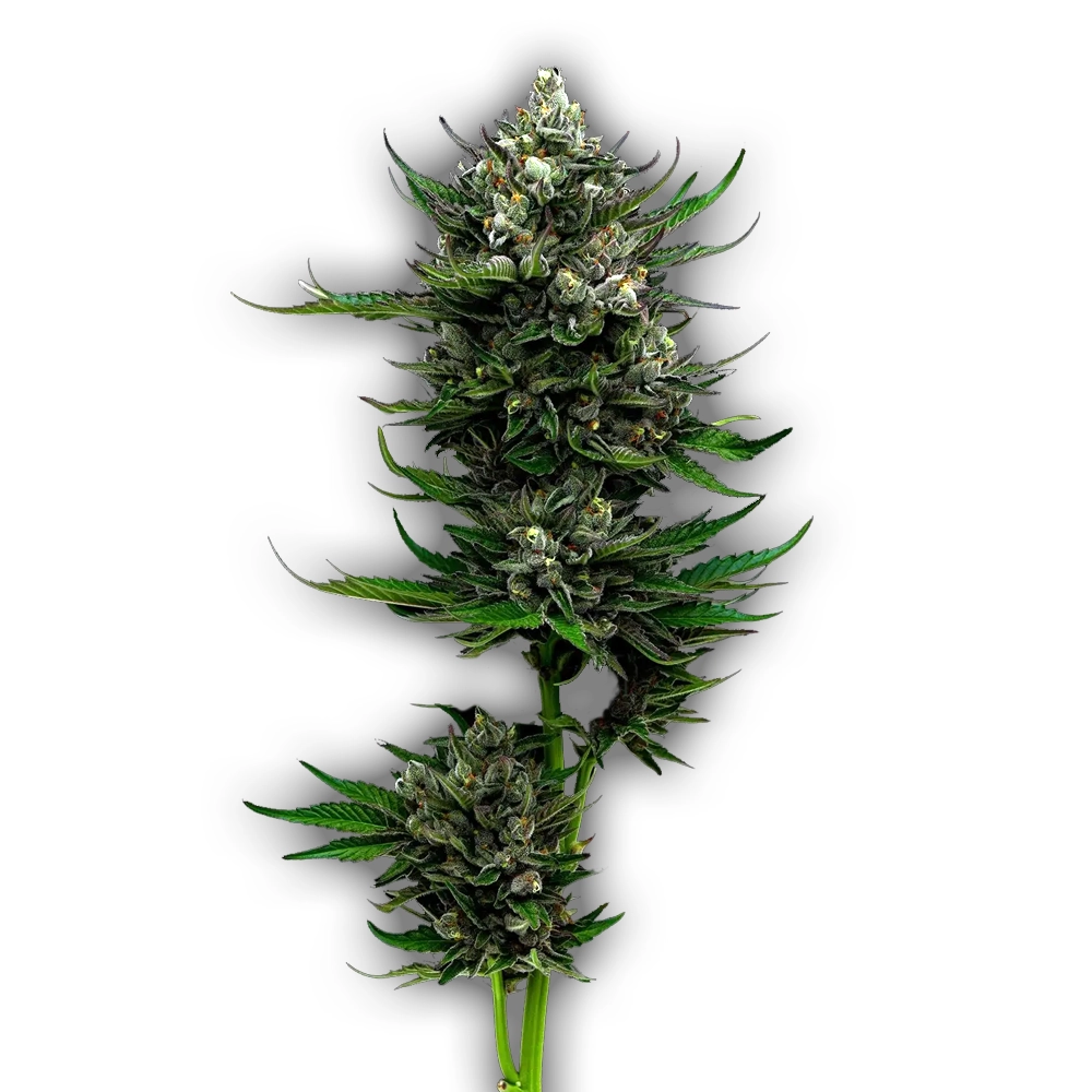 All Gas OG Auto | Autoflowering Hanfsamen von Humboldt Seed | 3 Samen All Gas OG Auto | Autoflowering Hanfsamen von Humboldt Seed