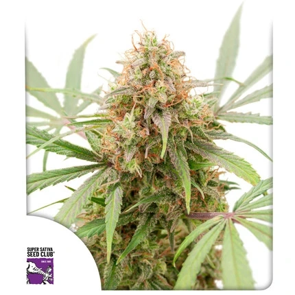 AK Triple Haze Auto | Autoflowering Cannabissamen von Dutch Passion | 3 Samen AK Triple Haze Auto | Autoflowering Cannabissamen von Dutch Passion | 3 Samen
