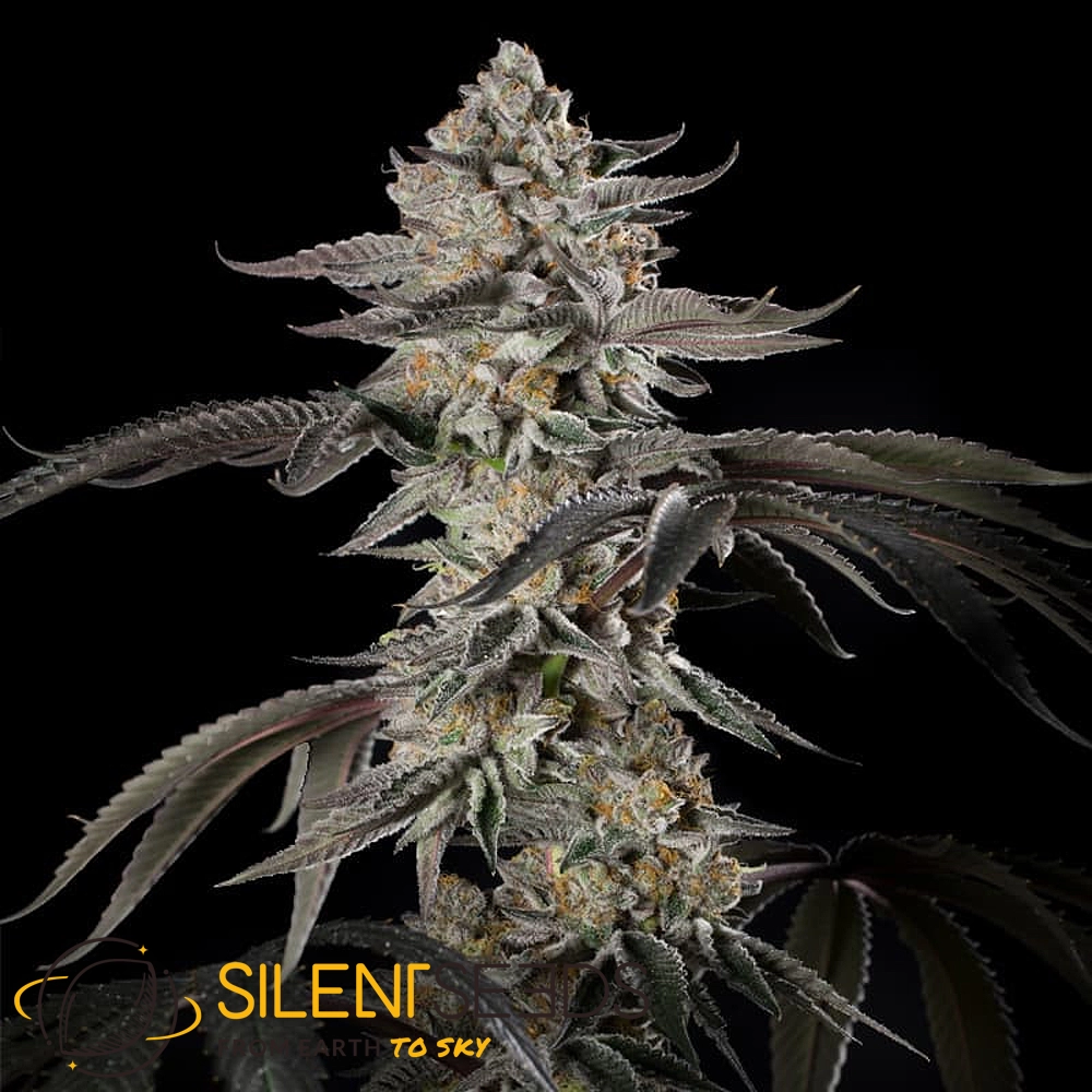 Cherry Essence | Feminisierte Cannabissamen von Silent Seeds | 3 Samen Cherry Essence | Feminisierte Cannabissamen von Silent Seeds | 3 Samen