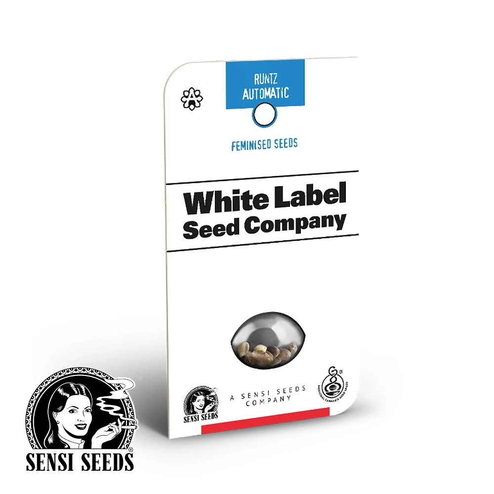 Runtz Auto | Autoflowering Hanfsamen von Sensi Seeds