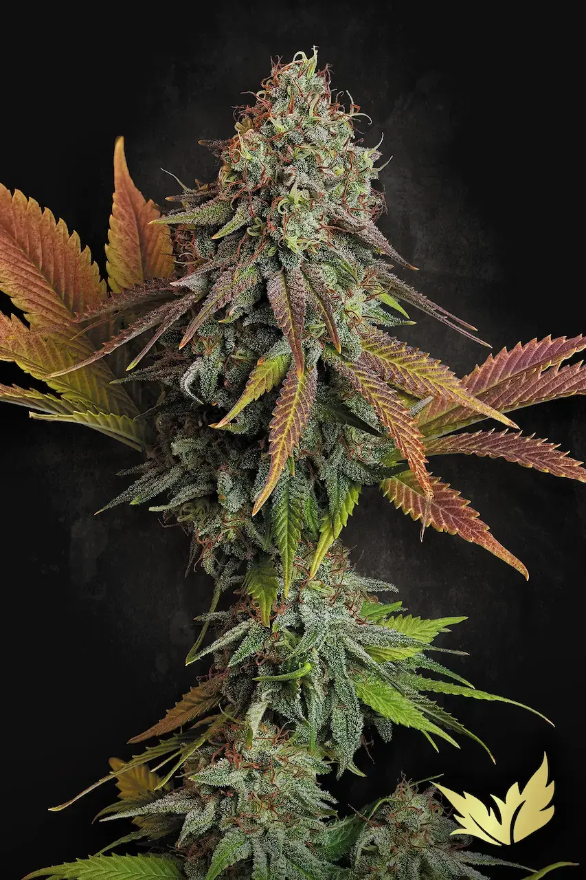 Californian Gold | Feminisierte Cannabissamen von Paradise Seeds | 3 Samen Californian Gold | Feminisierte Cannabissamen von Paradise Seeds