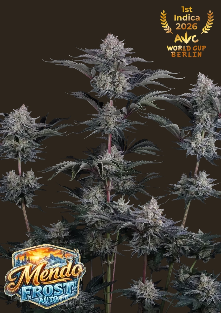 Mendo Frost Auto Pflanze Mendo Frost Auto Cannabispflanze mit Sorten-Logo und Award-Siegel