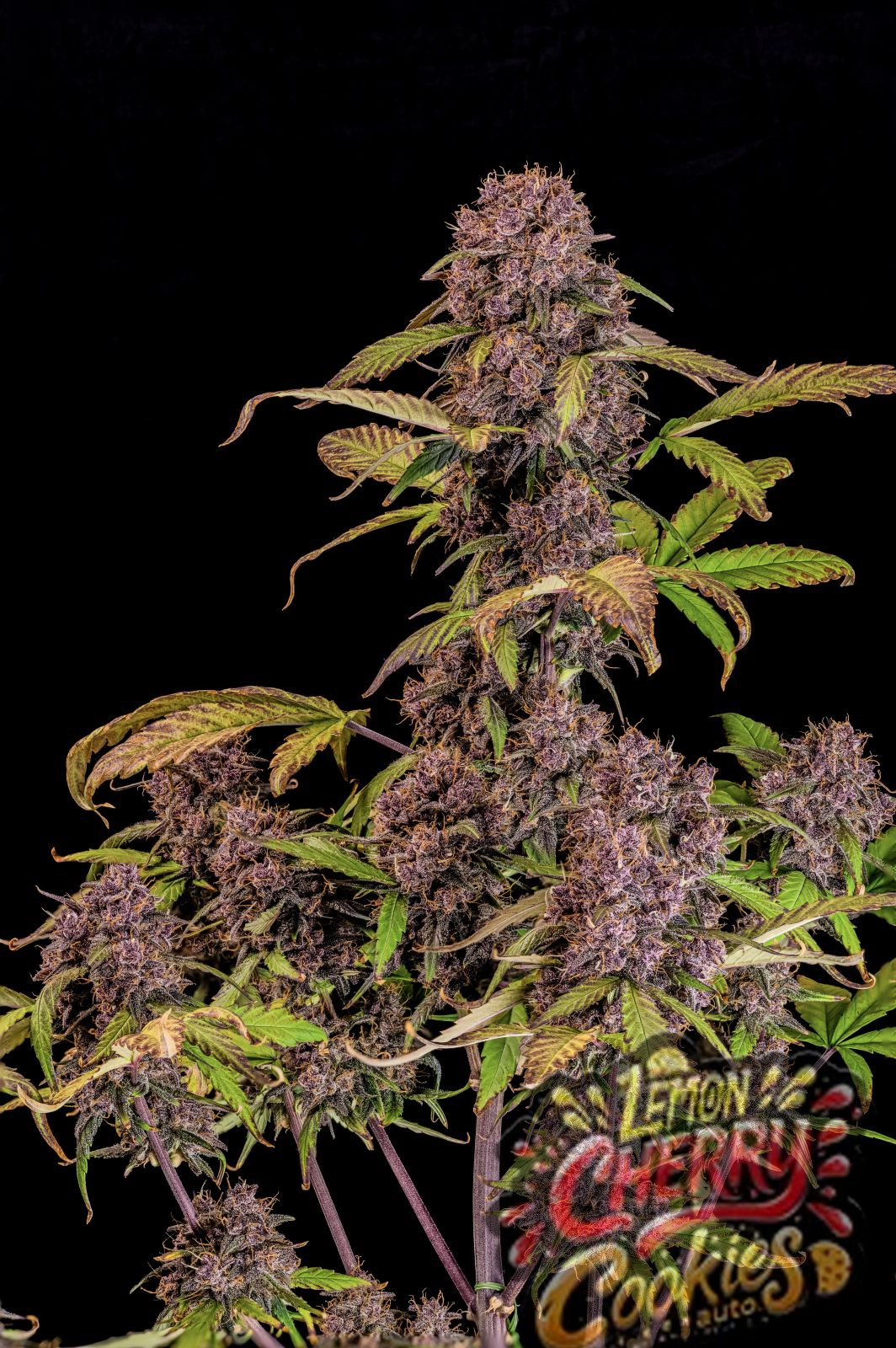 Lemon Cherry Cookies Auto | Autoflowering Hanfsamen von Fast Buds