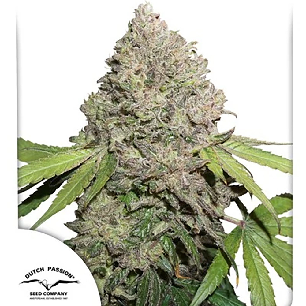 CBD Auto Charlotte's Angel | Automatic Hanfsamen von Dutch Passion | 3 Samen Dutch-Passion-cbd-charlottes-angel