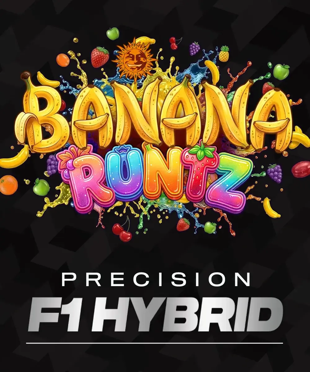 Banana Runtz F1 Artwork Grafik Banana Runtz F1 Precision Hybrid von Barneys Farm