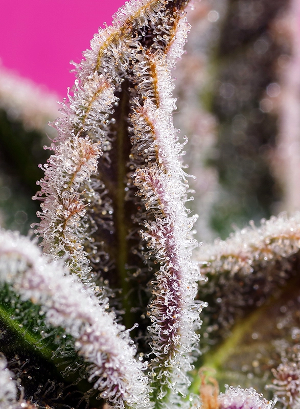 Jealousy Z XL Auto | Autoflowering Cannabissamen von Sweet Seeds