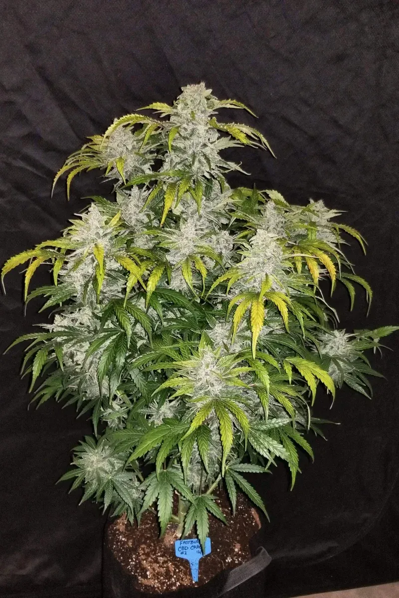 CBD Auto 1:1 im Topf CBD Auto 1:1 Pflanze im Topf vor dunklem Hintergrund