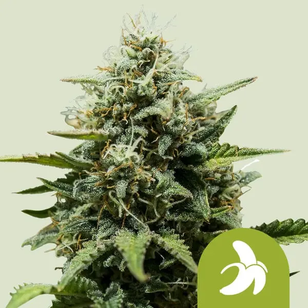 Fat Banana Auto | Autoflowering Hanfsamen von Royal Queen Seeds