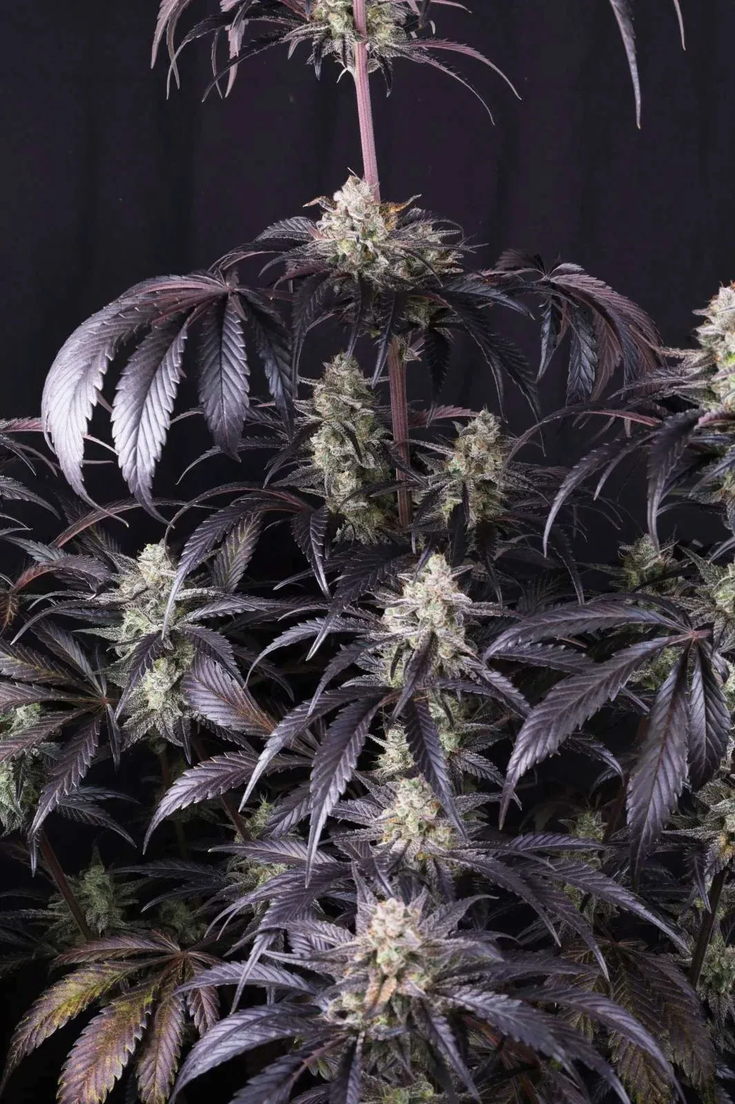 Strawberry Gorilla Auto Blüte Nahaufnahme einer harzigen Strawberry Gorilla Auto Blüte
