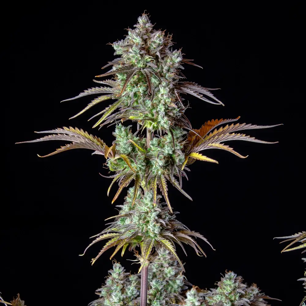 Original Big Bud Auto Blütentrieb Original Big Bud Auto Blütentrieb mit orangefarbenen Blütenblättern